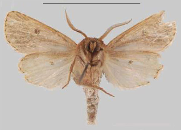 /filer/webapps/moths/media/images/I/iboya_Sciomesa_HT_MNHNb.jpg