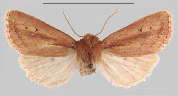 /filer/webapps/moths/media/images/I/iboya_Sciomesa_PTF_MNHNa.jpg