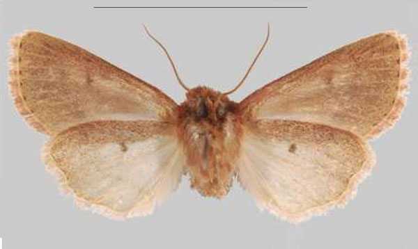 /filer/webapps/moths/media/images/I/iboya_Sciomesa_PTF_MNHNb.jpg