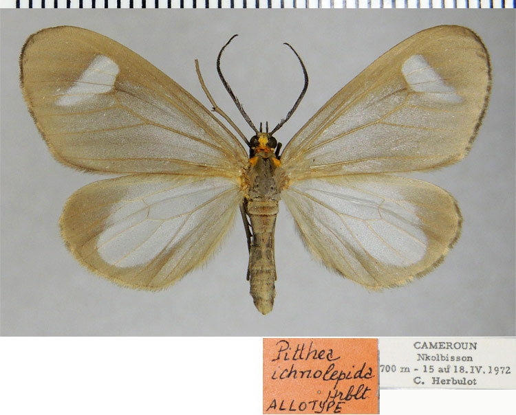 /filer/webapps/moths/media/images/I/ichnolepida_Macropitthea_AT_ZSM.jpg