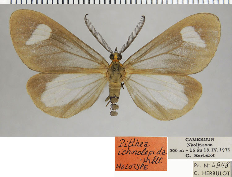 /filer/webapps/moths/media/images/I/ichnolepida_Macropitthea_HT_ZSMa.jpg