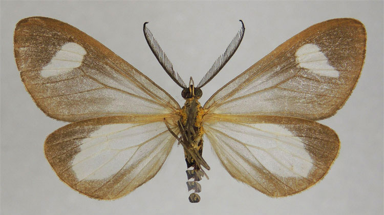 /filer/webapps/moths/media/images/I/ichnolepida_Macropitthea_HT_ZSMb.jpg