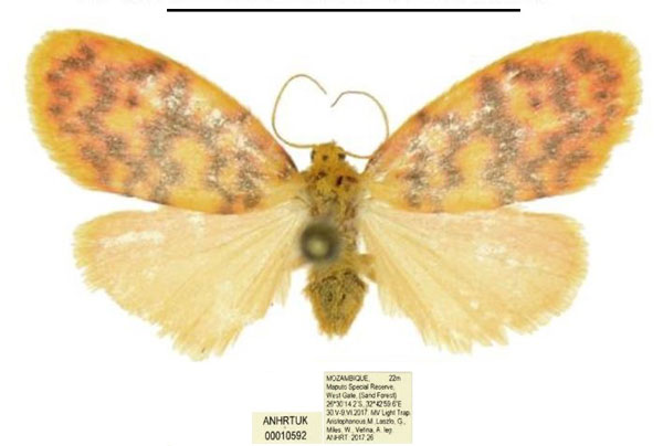 /filer/webapps/moths/media/images/I/ichorina_Afrasura_AF_ANHRT.jpg
