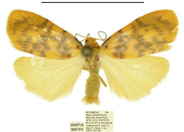 /filer/webapps/moths/media/images/I/ichorina_Afrasura_AM_ANHRT.jpg