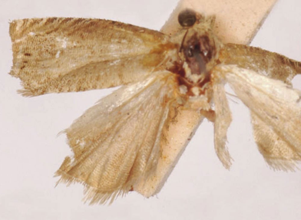 /filer/webapps/moths/media/images/I/ichthyura_Laspeyresia_LT_SAMC.jpg