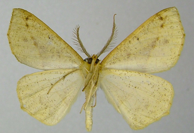 /filer/webapps/moths/media/images/I/icterias_Psilocerea_HT_ZSMb.jpg
