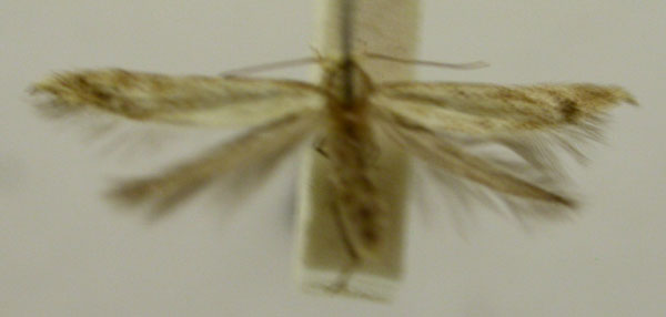 /filer/webapps/moths/media/images/I/ictifera_Colonophora_HT952_TMSA_01.jpg