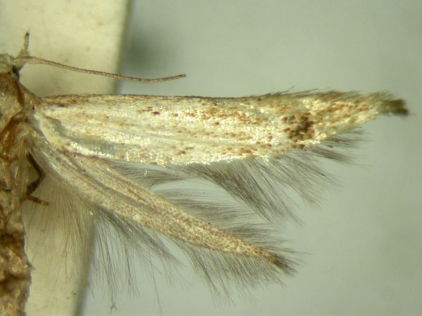 /filer/webapps/moths/media/images/I/ictifera_Colonophora_HT952_TMSA_02.jpg