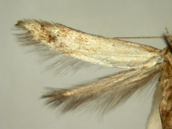 /filer/webapps/moths/media/images/I/ictifera_Colonophora_HT952_TMSA_03.jpg