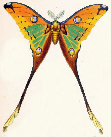 /filer/webapps/moths/media/images/I/idae_Actias_HT_Felder_1874_88-1.jpg