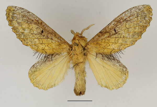/filer/webapps/moths/media/images/I/idakum_Weirdonia_AF_Basquin_01.jpg