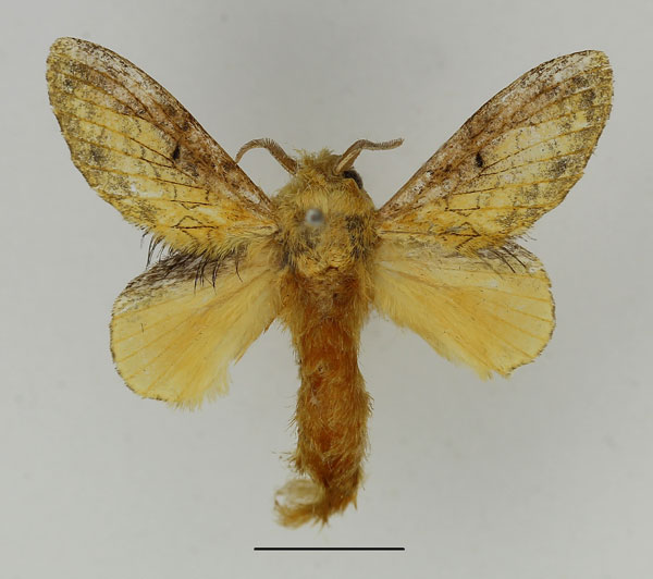 /filer/webapps/moths/media/images/I/idakum_Weirdonia_AM_Basquin_01.jpg