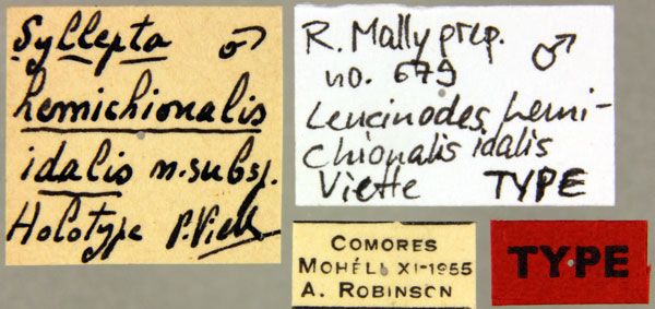 /filer/webapps/moths/media/images/I/idalis_Syllepte_HT_MNHNl.jpg