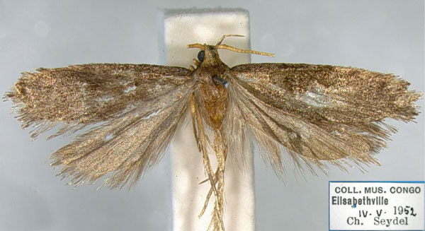 /filer/webapps/moths/media/images/I/ideologa_Lecithocera_AM_RMCA.jpg