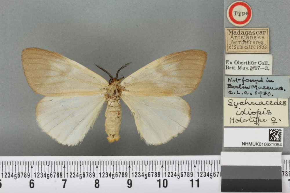 /filer/webapps/moths/media/images/I/idiopis_Sychnacedes_HT_BMNHa.jpg