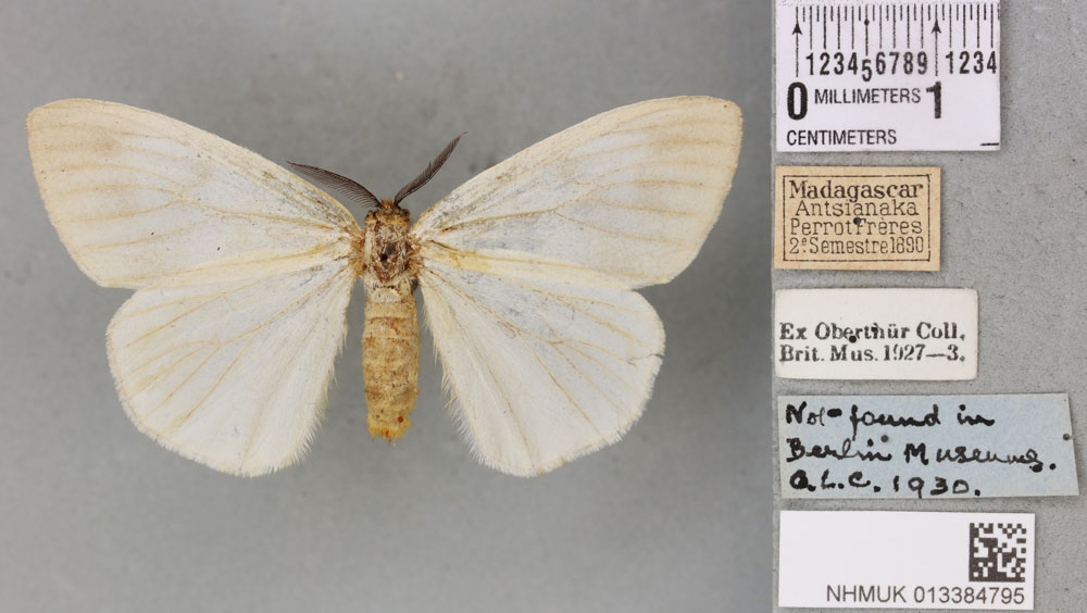 /filer/webapps/moths/media/images/I/idiopis_Sychnacedes_PTF_BMNH_01a.jpg