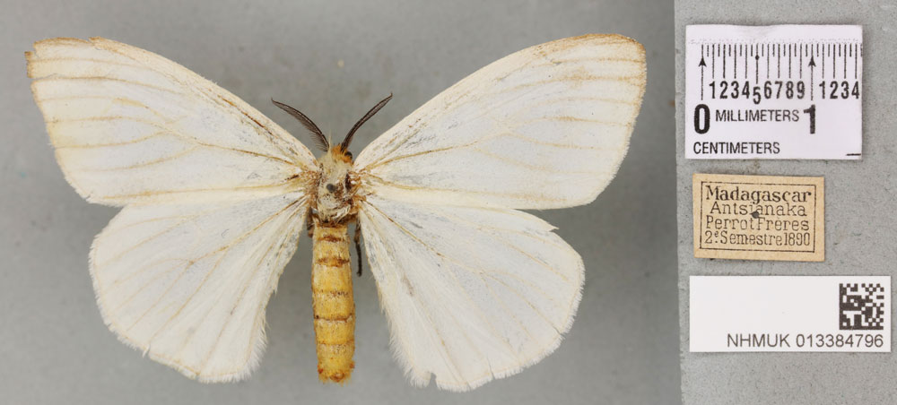 /filer/webapps/moths/media/images/I/idiopis_Sychnacedes_PTF_BMNH_02a.jpg
