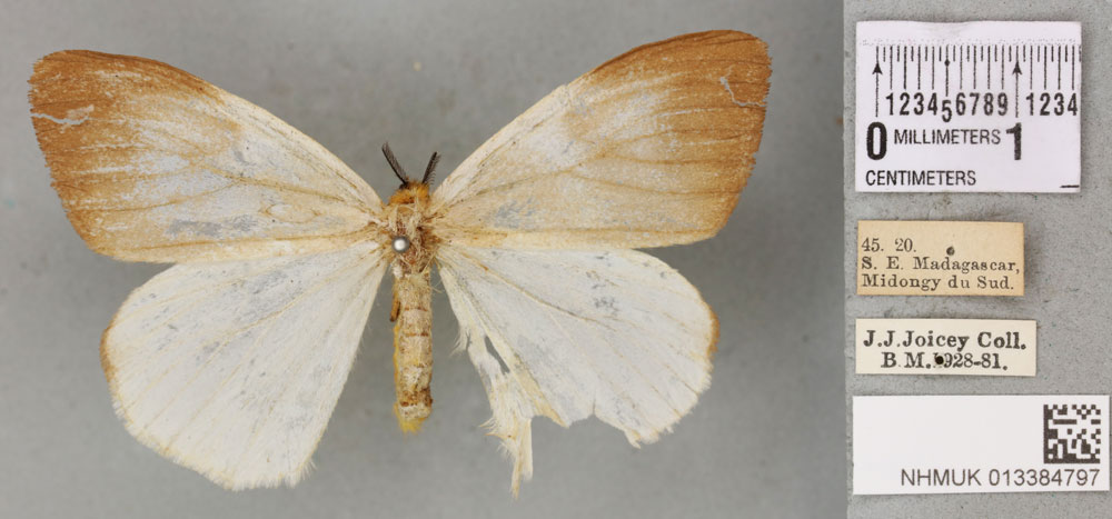 /filer/webapps/moths/media/images/I/idiopis_Sychnacedes_PTF_BMNH_03a.jpg