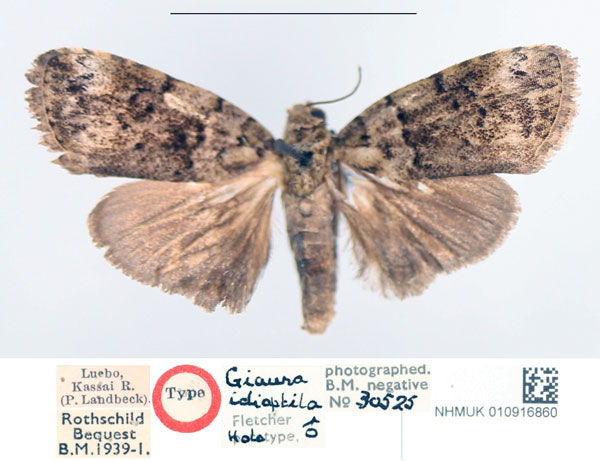 /filer/webapps/moths/media/images/I/idioptila_Giaura_HT_NHMUK.jpg