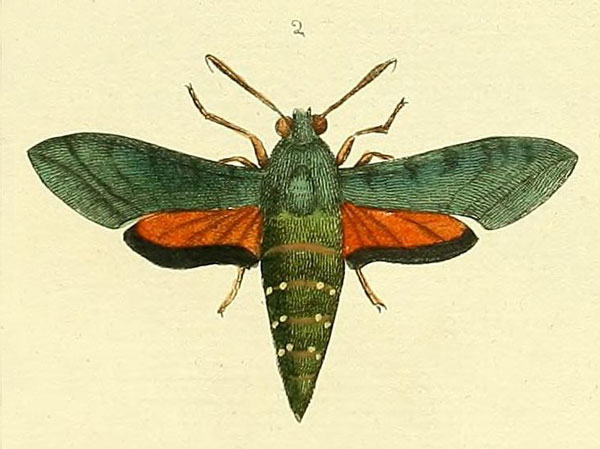 /filer/webapps/moths/media/images/I/idrieus_Basiothia_Drury3_2_2.jpg