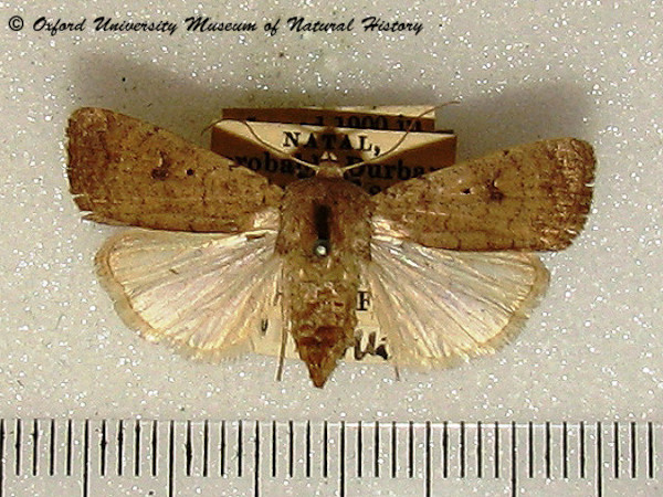 /filer/webapps/moths/media/images/I/ignava_Athetis_A_OUMNH.jpg