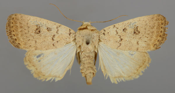 /filer/webapps/moths/media/images/I/ignava_Athetis_A_RMCA_01.jpg