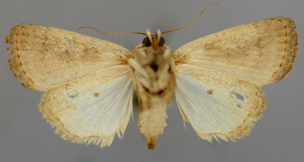 /filer/webapps/moths/media/images/I/ignava_Athetis_A_RMCA_02.jpg