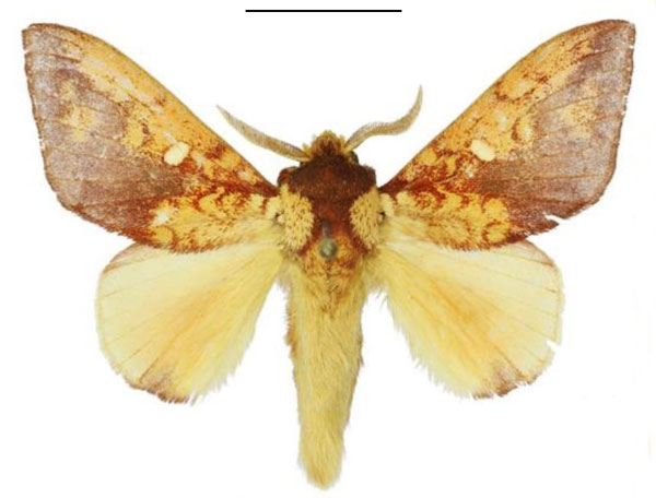 /filer/webapps/moths/media/images/I/igneata_Hypotrabala_HT_ANHRT.jpg