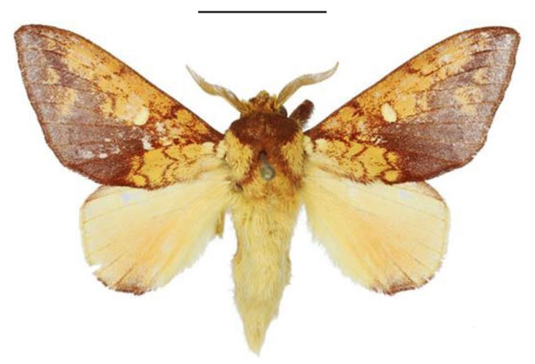 /filer/webapps/moths/media/images/I/igneata_Hypotrabala_PTM_ANHRT.jpg