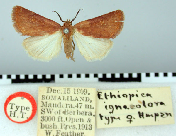 /filer/webapps/moths/media/images/I/ignecolora_Ethiopica_HT_BMNH.jpg