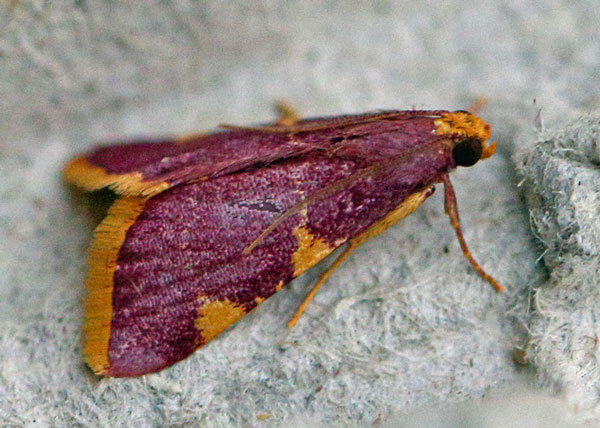 /filer/webapps/moths/media/images/I/ignefimbrialis_Hypsopygia_A_Voaden.jpg