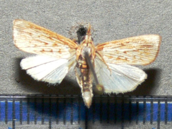 /filer/webapps/moths/media/images/I/ignefusalis_Coniesta_A_Goff_01.jpg