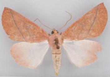 /filer/webapps/moths/media/images/I/igneotincta_Terpnostola_HT_TMSA.jpg