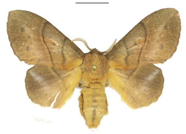 /filer/webapps/moths/media/images/I/igneotincta_Trichopisthia_AF_ANHRT_01.jpg