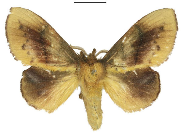 /filer/webapps/moths/media/images/I/igneotincta_Trichopisthia_AF_ANHRT_02.jpg