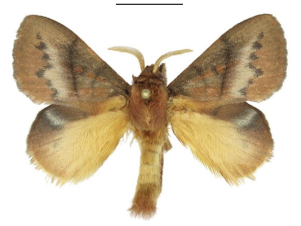 /filer/webapps/moths/media/images/I/igneotincta_Trichopisthia_AM_ANHRT_01.jpg