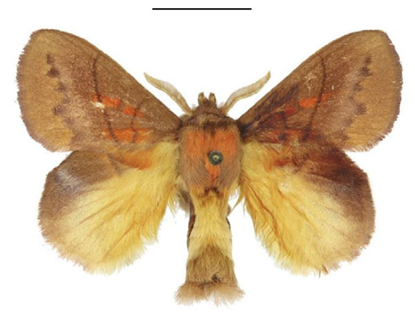 /filer/webapps/moths/media/images/I/igneotincta_Trichopisthia_AM_ANHRT_02.jpg