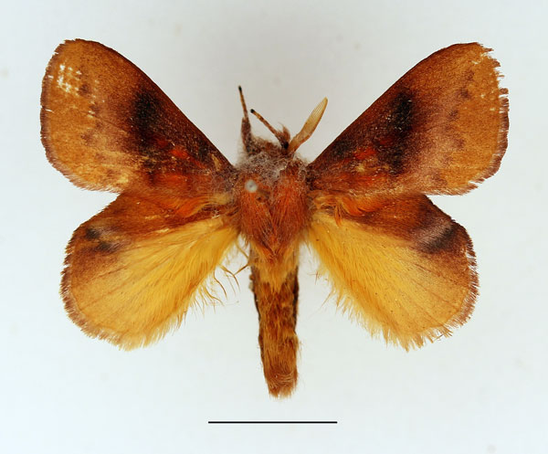 /filer/webapps/moths/media/images/I/igneotincta_Trichopisthia_AM_Basquin_01.jpg