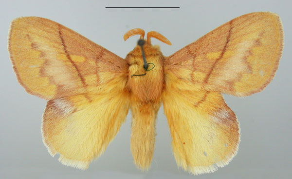 /filer/webapps/moths/media/images/I/igneotincta_Trichopisthia_AM_TMSA_01.jpg