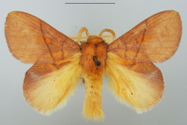 /filer/webapps/moths/media/images/I/igneotincta_Trichopisthia_AM_TMSA_02.jpg