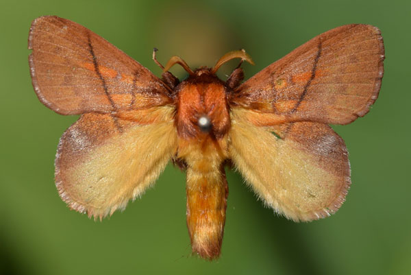 /filer/webapps/moths/media/images/I/igneotincta_Trichopisthia_A_Butler.jpg