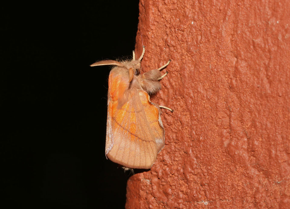 /filer/webapps/moths/media/images/I/igneotincta_Trichopisthia_A_Roland_01.jpg