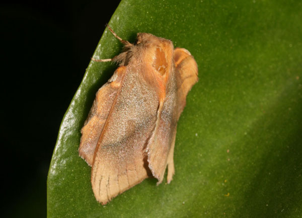 /filer/webapps/moths/media/images/I/igneotincta_Trichopisthia_A_Roland_02.jpg
