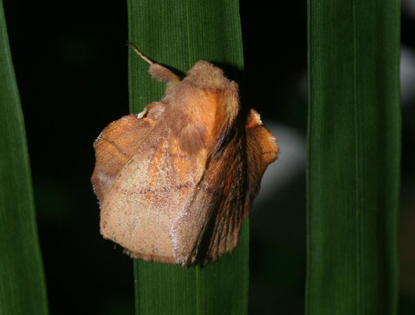 /filer/webapps/moths/media/images/I/igneotincta_Trichopisthia_A_Roland_03.jpg