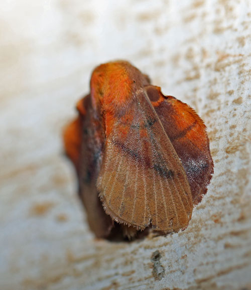 /filer/webapps/moths/media/images/I/igneotincta_Trichopisthia_A_Voaden.jpg