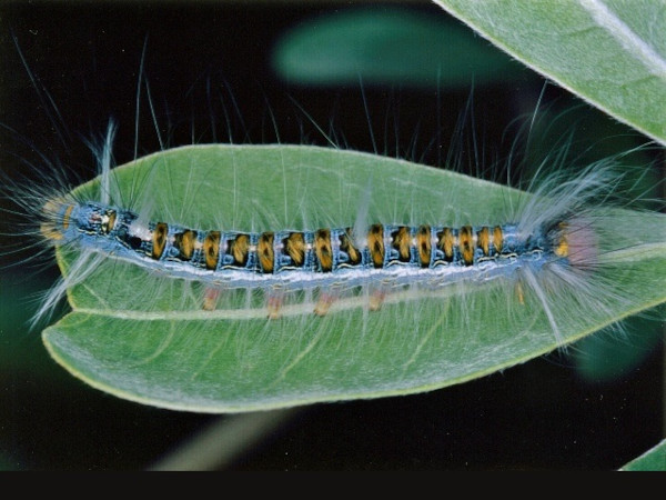 /filer/webapps/moths/media/images/I/igneotincta_Trichopisthia_C_Roland.jpg