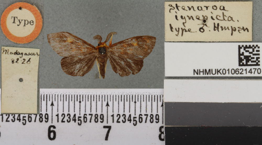 /filer/webapps/moths/media/images/I/ignepicta_Stenaroa_HT_BMNHa.jpg