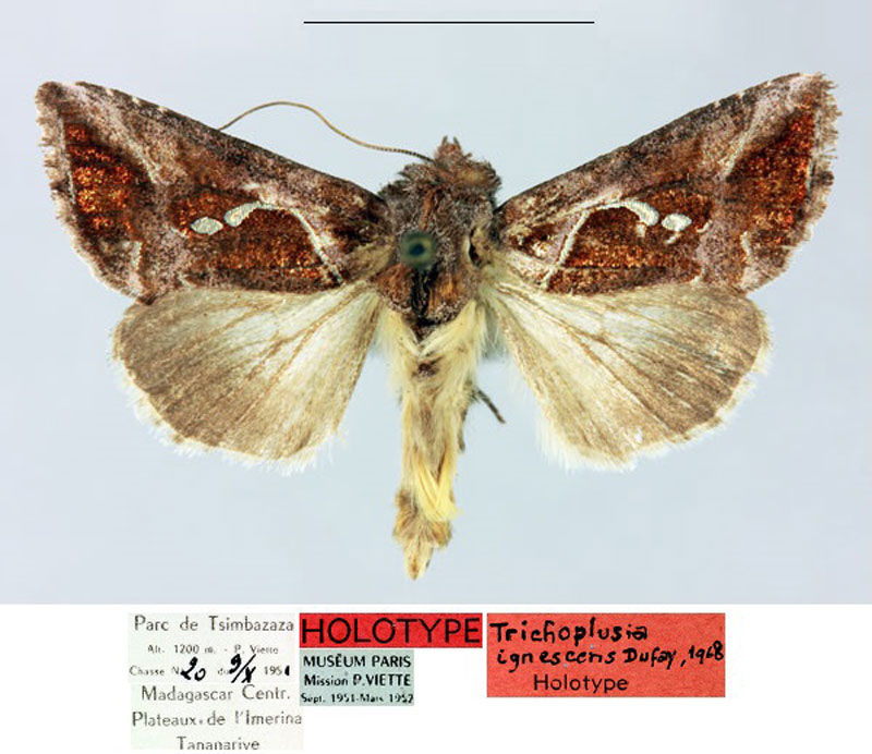 /filer/webapps/moths/media/images/I/ignescens_Plusia_HT_MNHN.jpg