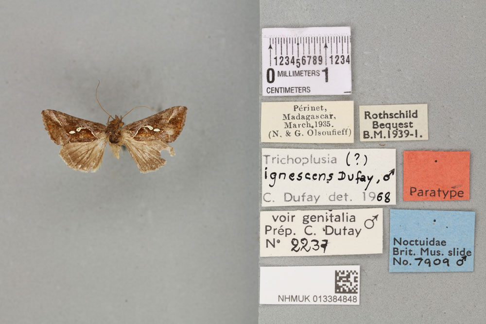 /filer/webapps/moths/media/images/I/ignescens_Plusia_PTM_BMNH_01a.jpg
