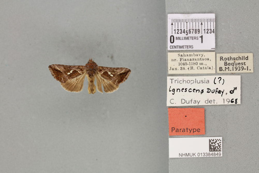 /filer/webapps/moths/media/images/I/ignescens_Plusia_PTM_BMNH_02a.jpg